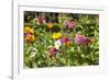 Close Up of Flowers and Butterfly, Country Manor Gardens. Portugal-Mallorie Ostrowitz-Framed Photographic Print