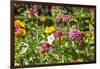Close Up of Flowers and Butterfly, Country Manor Gardens. Portugal-Mallorie Ostrowitz-Framed Photographic Print