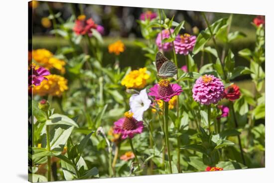 Close Up of Flowers and Butterfly, Country Manor Gardens. Portugal-Mallorie Ostrowitz-Stretched Canvas