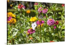 Close Up of Flowers and Butterfly, Country Manor Gardens. Portugal-Mallorie Ostrowitz-Stretched Canvas