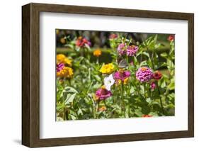 Close Up of Flowers and Butterfly, Country Manor Gardens. Portugal-Mallorie Ostrowitz-Framed Photographic Print