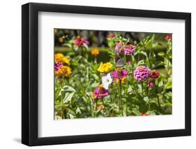 Close Up of Flowers and Butterfly, Country Manor Gardens. Portugal-Mallorie Ostrowitz-Framed Photographic Print