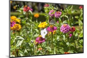 Close Up of Flowers and Butterfly, Country Manor Gardens. Portugal-Mallorie Ostrowitz-Mounted Photographic Print