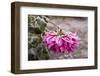 Close-up of flowers covered by frost, Annisquam, Cape Ann, Gloucester, Massachusetts, USA-null-Framed Photographic Print