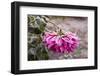 Close-up of flowers covered by frost, Annisquam, Cape Ann, Gloucester, Massachusetts, USA-null-Framed Photographic Print