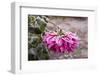 Close-up of flowers covered by frost, Annisquam, Cape Ann, Gloucester, Massachusetts, USA-null-Framed Photographic Print