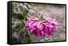 Close-up of flowers covered by frost, Annisquam, Cape Ann, Gloucester, Massachusetts, USA-null-Framed Stretched Canvas