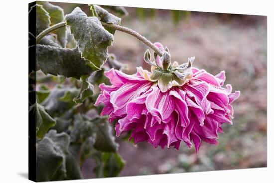 Close-up of flowers covered by frost, Annisquam, Cape Ann, Gloucester, Massachusetts, USA-null-Stretched Canvas