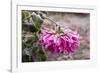 Close-up of flowers covered by frost, Annisquam, Cape Ann, Gloucester, Massachusetts, USA-null-Framed Photographic Print