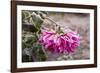 Close-up of flowers covered by frost, Annisquam, Cape Ann, Gloucester, Massachusetts, USA-null-Framed Photographic Print