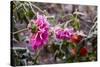 Close-up of flowers covered by frost, Annisquam, Cape Ann, Gloucester, Massachusetts, USA-null-Stretched Canvas