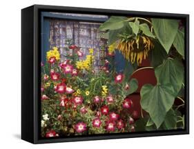 Close-up of Flowers in Front of a House-null-Framed Stretched Canvas