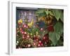 Close-up of Flowers in Front of a House-null-Framed Photographic Print