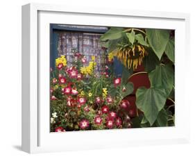 Close-up of Flowers in Front of a House-null-Framed Photographic Print