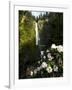 Close-up of flowers under, Multnomah Falls, Columbia River Gorge National Scenic Area, Multnomah...-null-Framed Photographic Print