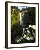 Close-up of flowers under, Multnomah Falls, Columbia River Gorge National Scenic Area, Multnomah...-null-Framed Photographic Print