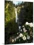 Close-up of flowers under, Multnomah Falls, Columbia River Gorge National Scenic Area, Multnomah...-null-Mounted Photographic Print