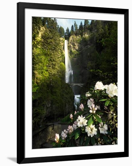 Close-up of flowers under, Multnomah Falls, Columbia River Gorge National Scenic Area, Multnomah...-null-Framed Photographic Print