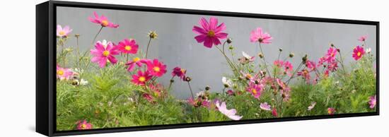 Close-Up of Flowers-null-Framed Stretched Canvas