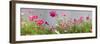 Close-Up of Flowers-null-Framed Premium Photographic Print