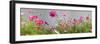 Close-Up of Flowers-null-Framed Premium Photographic Print