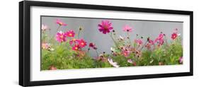 Close-Up of Flowers-null-Framed Premium Photographic Print