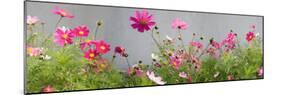 Close-Up of Flowers-null-Mounted Premium Photographic Print