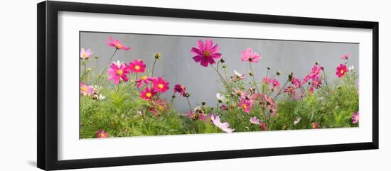 Close-Up of Flowers-null-Framed Photographic Print