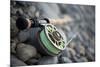 Close-Up of Fly Fishing Reel and Steelhead-Justin Bailie-Mounted Photographic Print