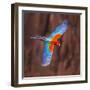 Close up of flying red-and-green macaw, Porto Jofre , Mato Grosso, Cuiaba River, near the mouth...-Panoramic Images-Framed Photographic Print