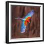 Close up of flying red-and-green macaw, Porto Jofre , Mato Grosso, Cuiaba River, near the mouth...-Panoramic Images-Framed Photographic Print