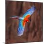 Close up of flying red-and-green macaw, Porto Jofre , Mato Grosso, Cuiaba River, near the mouth...-Panoramic Images-Mounted Photographic Print