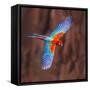 Close up of flying red-and-green macaw, Porto Jofre , Mato Grosso, Cuiaba River, near the mouth...-Panoramic Images-Framed Stretched Canvas