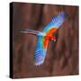 Close up of flying red-and-green macaw, Porto Jofre , Mato Grosso, Cuiaba River, near the mouth...-Panoramic Images-Stretched Canvas