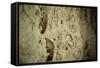 Close Up of Fossilized Algae Inside Los Corales (Galaxies Cave)-Kim Walker-Framed Stretched Canvas