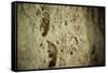 Close Up of Fossilized Algae Inside Los Corales (Galaxies Cave)-Kim Walker-Framed Stretched Canvas