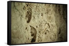 Close Up of Fossilized Algae Inside Los Corales (Galaxies Cave)-Kim Walker-Framed Stretched Canvas