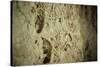 Close Up of Fossilized Algae Inside Los Corales (Galaxies Cave)-Kim Walker-Stretched Canvas