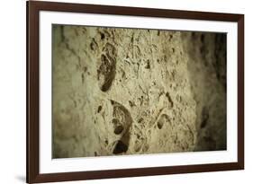 Close Up of Fossilized Algae Inside Los Corales (Galaxies Cave)-Kim Walker-Framed Photographic Print
