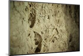 Close Up of Fossilized Algae Inside Los Corales (Galaxies Cave)-Kim Walker-Mounted Photographic Print