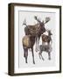 Close-Up of Four Antelopes-null-Framed Giclee Print