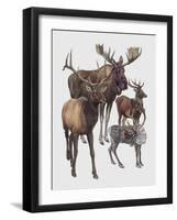 Close-Up of Four Antelopes-null-Framed Giclee Print