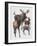 Close-Up of Four Antelopes-null-Framed Giclee Print