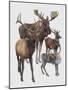 Close-Up of Four Antelopes-null-Mounted Giclee Print