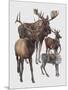 Close-Up of Four Antelopes-null-Mounted Giclee Print