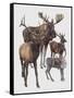 Close-Up of Four Antelopes-null-Framed Stretched Canvas