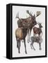 Close-Up of Four Antelopes-null-Framed Stretched Canvas