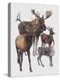 Close-Up of Four Antelopes-null-Stretched Canvas