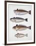 Close-Up of Four Fish-null-Framed Giclee Print