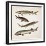 Close-Up of Four Miller's Thumb Fish (Gobius)-null-Framed Giclee Print